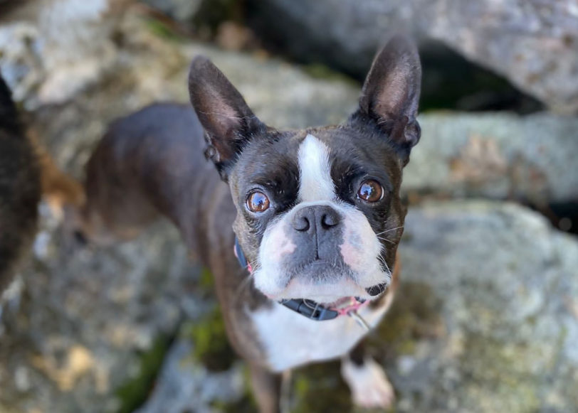 Senior-Hunde